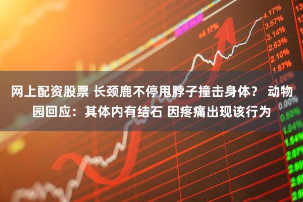 网上配资股票 长颈鹿不停甩脖子撞击身体? 动物园回应:其体内有结石 因疼痛出现该行为