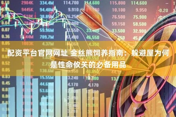 配资平台官网网址 金丝熊饲养指南：躲避屋为何是性命攸关的必备用品